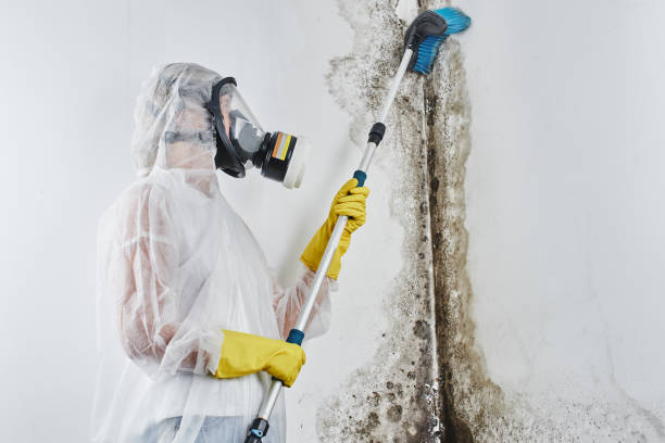 Best Post-Flood Mold Remediation in South Gate Ridge, FL