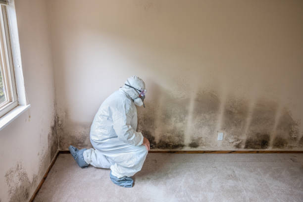 Best Mold Testing and Inspection Services in South Gate Ridge, FL