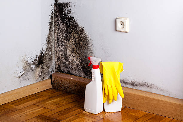 Best Industrial Mold Remediation in South Gate Ridge, FL