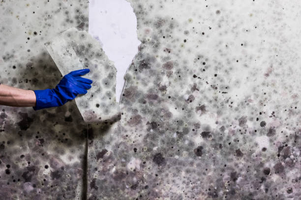 Best Residential Mold Remediation in South Gate Ridge, FL